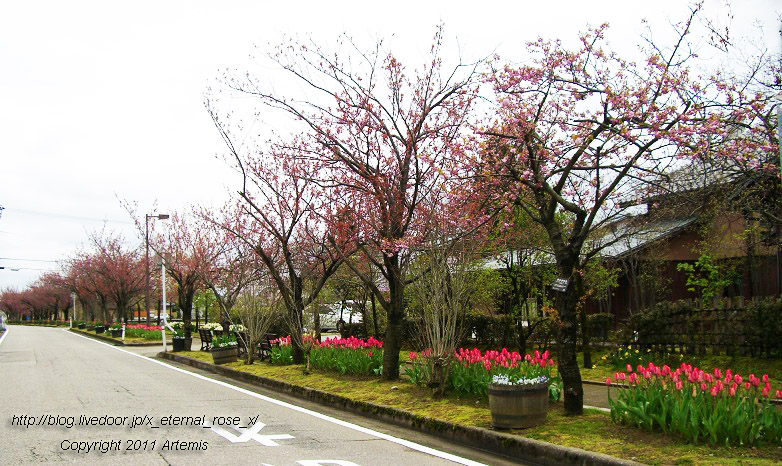 10.4.21 チューリップ四季彩館 (27)