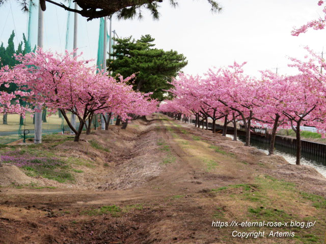 河津桜 児島湖花回廊 花回廊ゴルフコース 阿部池さくらロード 岡南飛行場広場 Eternal Rose エターナルローズ
