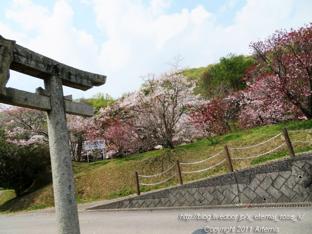 20.4.8.1 素盞嗚神社  宗堂桜 (12)