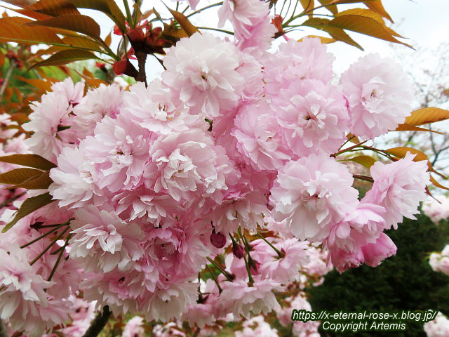 23.4.5 宗堂桜 (149)