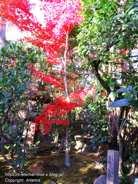 19.11.23.7 妙心寺 退蔵院  (87)