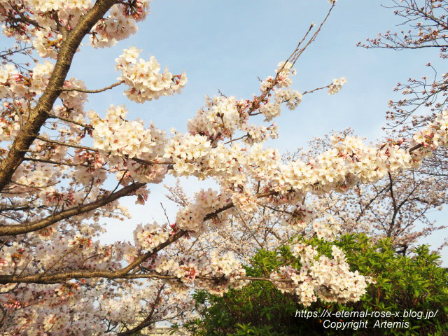 22.3.30.7 八条ケ池 長岡天満宮  (13)