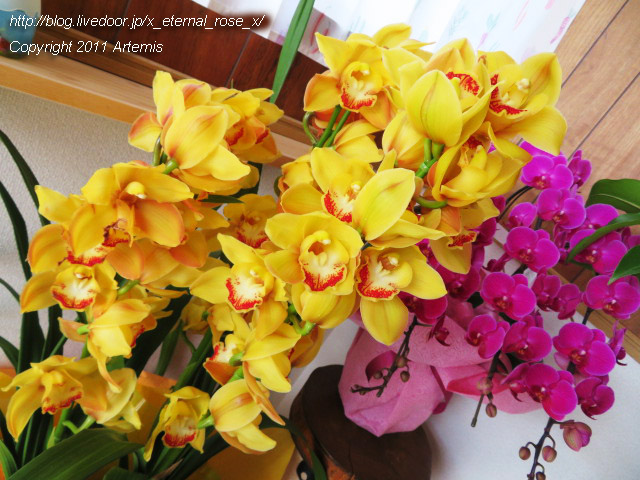 20.3.6 梟のこども  (77)