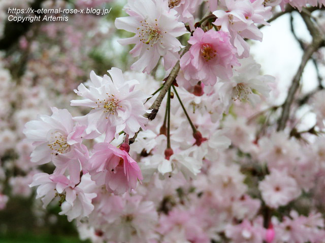 23.4.5 宗堂桜 (91)