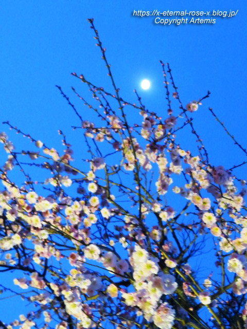 23.3. 北野天満宮  (35)