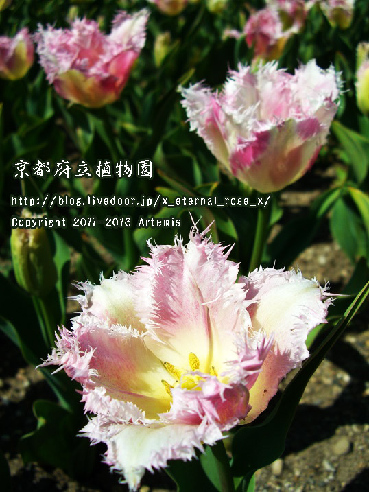 1 京都府立植物園 (56)