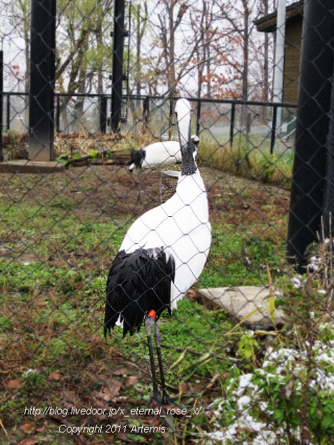 18.11.22.8 丹頂  (2)