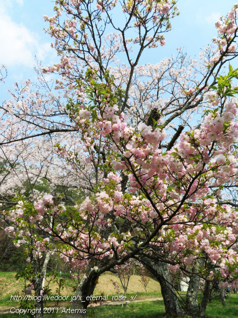20.4.8 宗堂桜  (26)