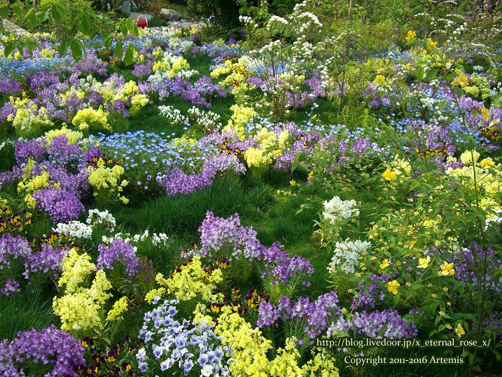 27 おかやま花だより (20)