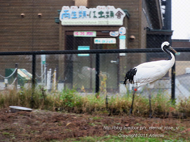 18.11.22.8 丹頂  (4)