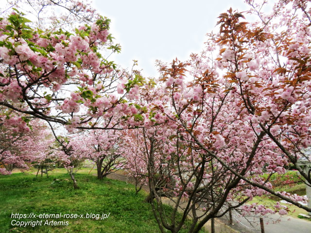 23.4.5 宗堂桜  (48)