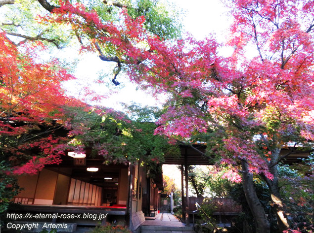 19.11.23.7 妙心寺 退蔵院  (83)