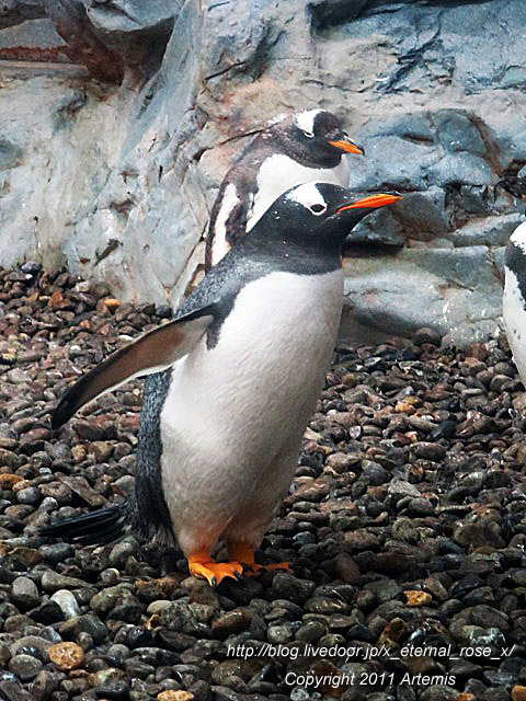 18.11.22.18 旭山動物園  (27)