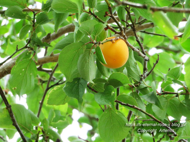 19.7.6.5 妙福寺観音院 (4)