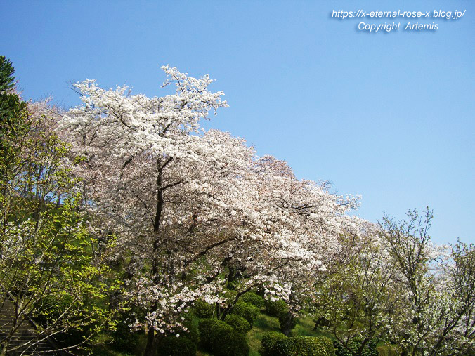 11.4.14.1 半田山植物園 (36)