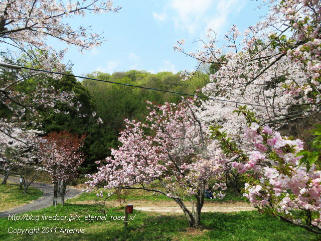 20.4.8 宗堂桜  (49)
