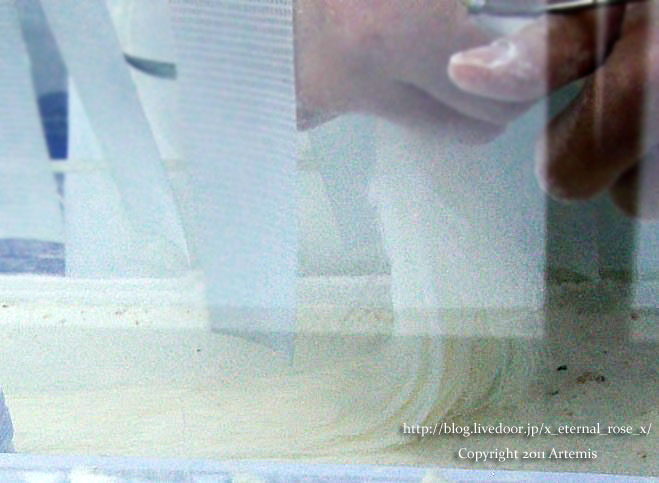 9.11.12.5 明洞  (6) - コピー