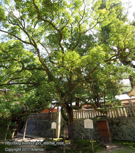 19.9.14.4 伊予國一宮 大山祇神社 (3)