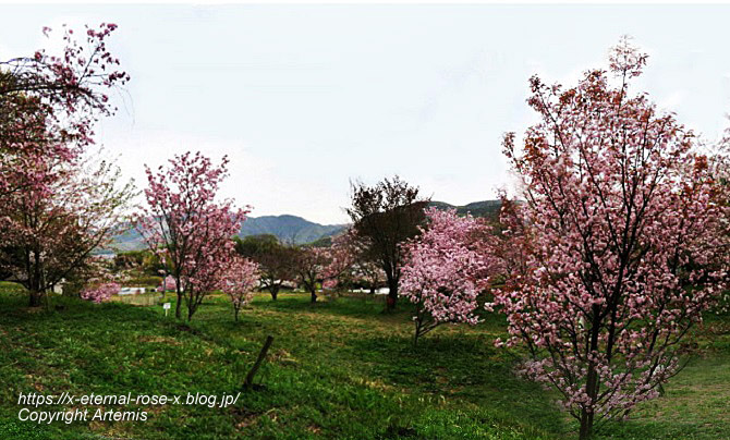 23.4.5 宗堂桜 (82)