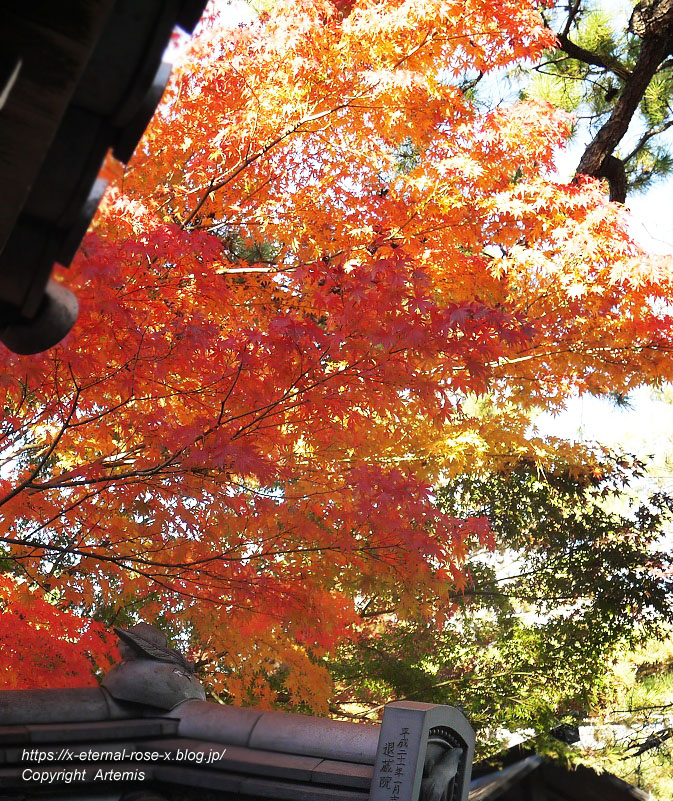 19.11.23.7 妙心寺 退蔵院  (129)