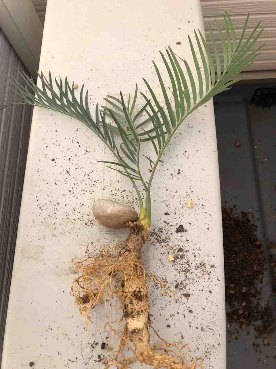 花伝 -多肉植物・バラ・宿根草 etc- マグロザミア 花伝 -多肉植物・バラ・宿根草 etc- マグロザミア