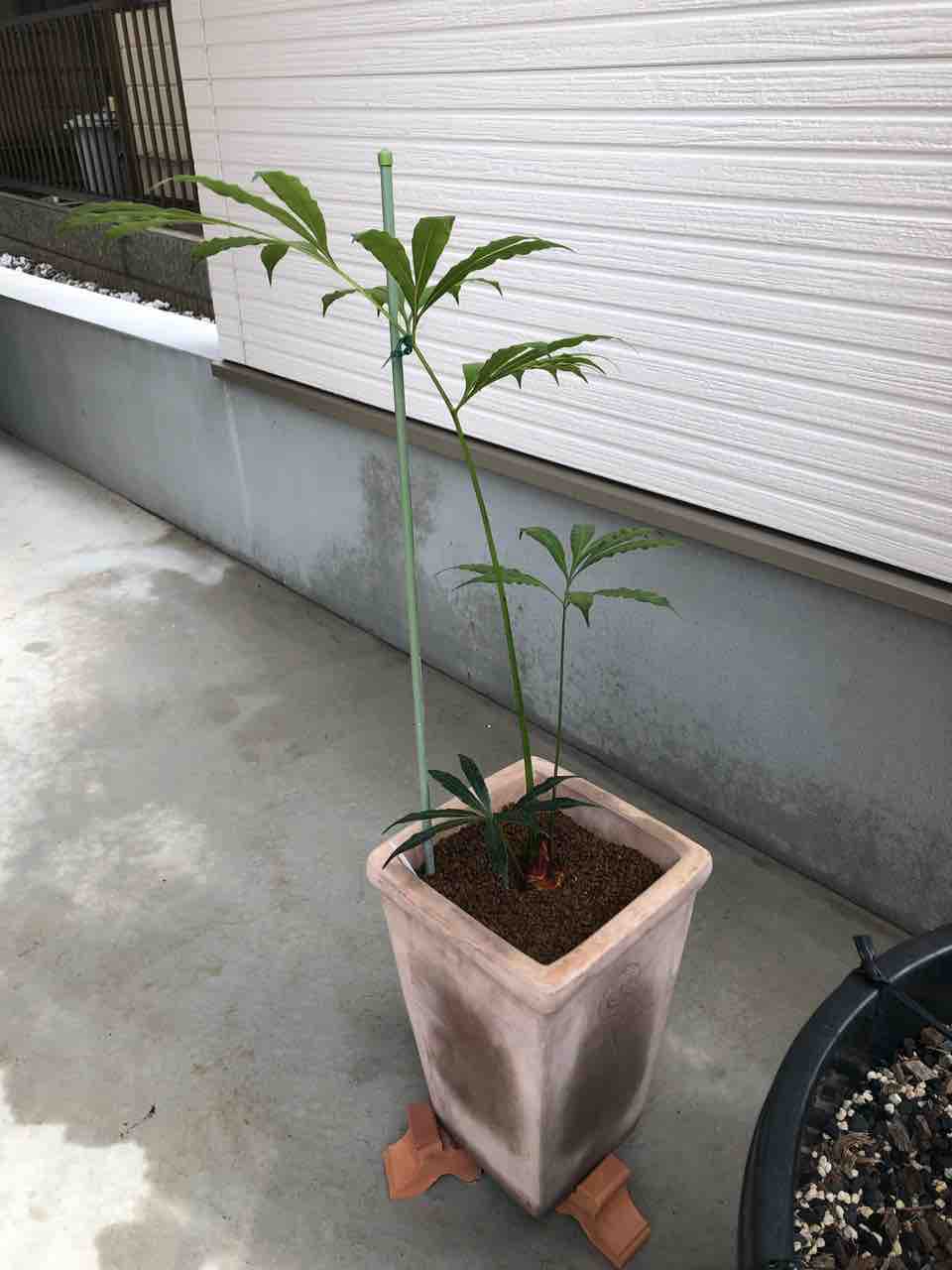 ダルマ様専用】サイカスムルチピンナータ 種子4粒