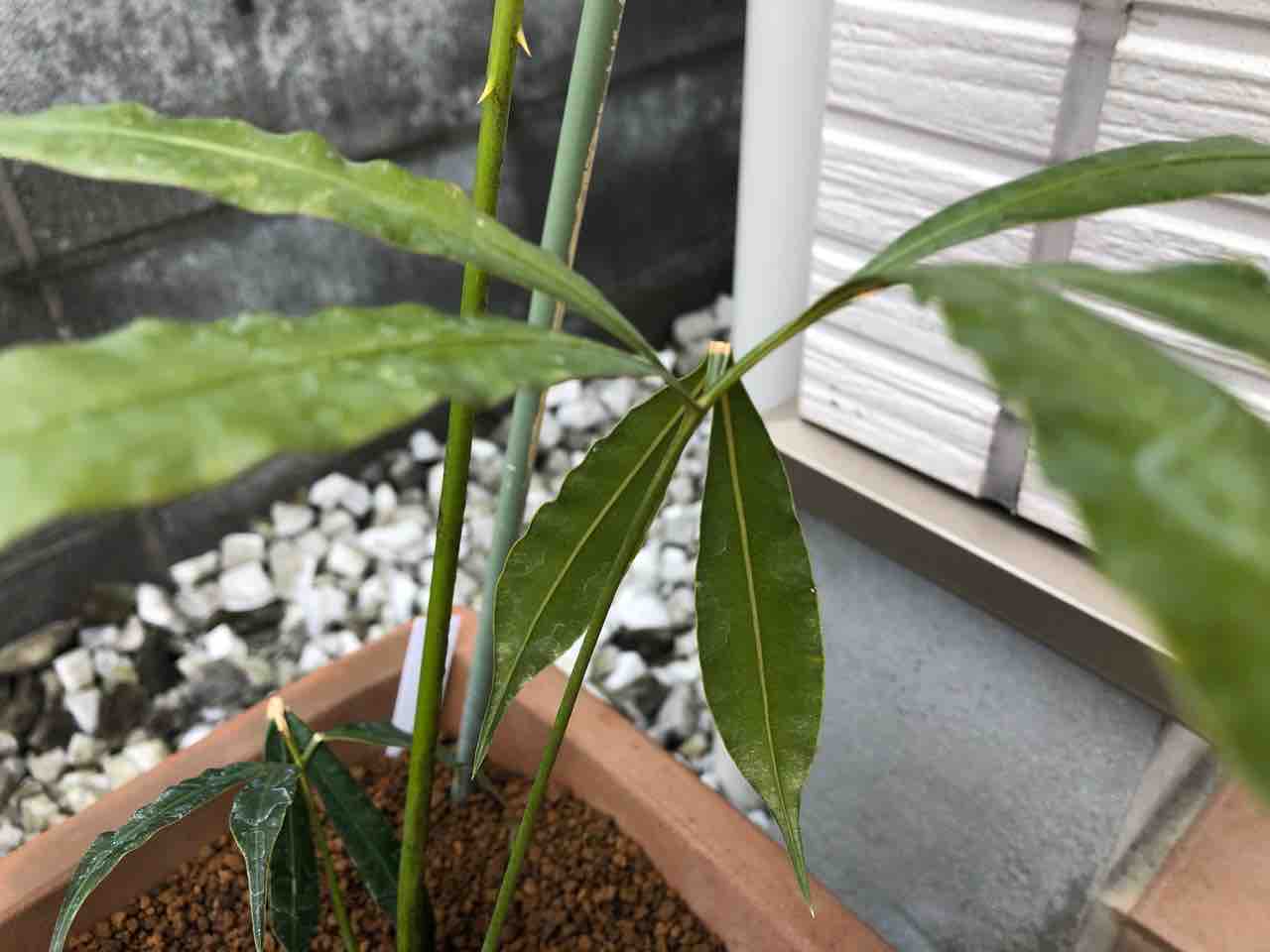 サイカス ムルチピンナータを育ててみる2020 〜その1 : エキゾチック