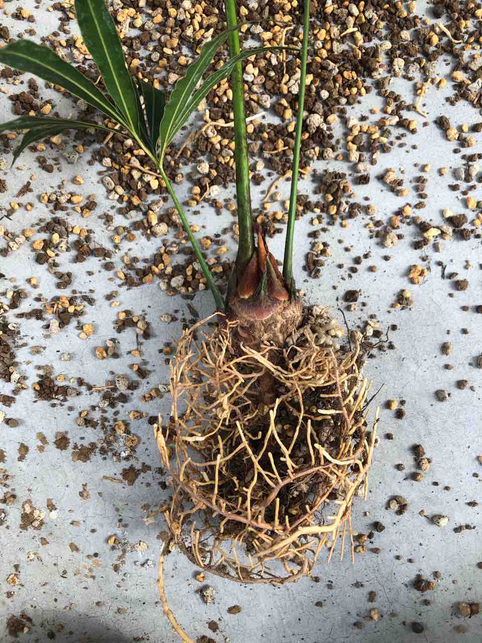 ダルマ様専用】サイカスムルチピンナータ 種子4粒