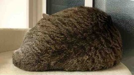 FullSizeRender