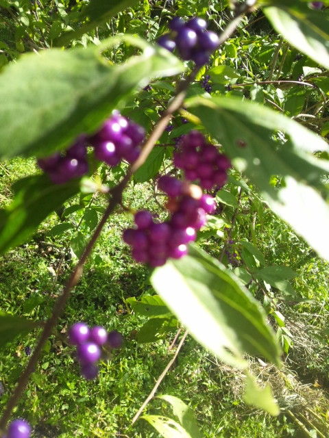 ムラサキシキブの実を食べる つれづれ両毛野糞