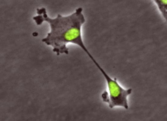 核分裂の発見