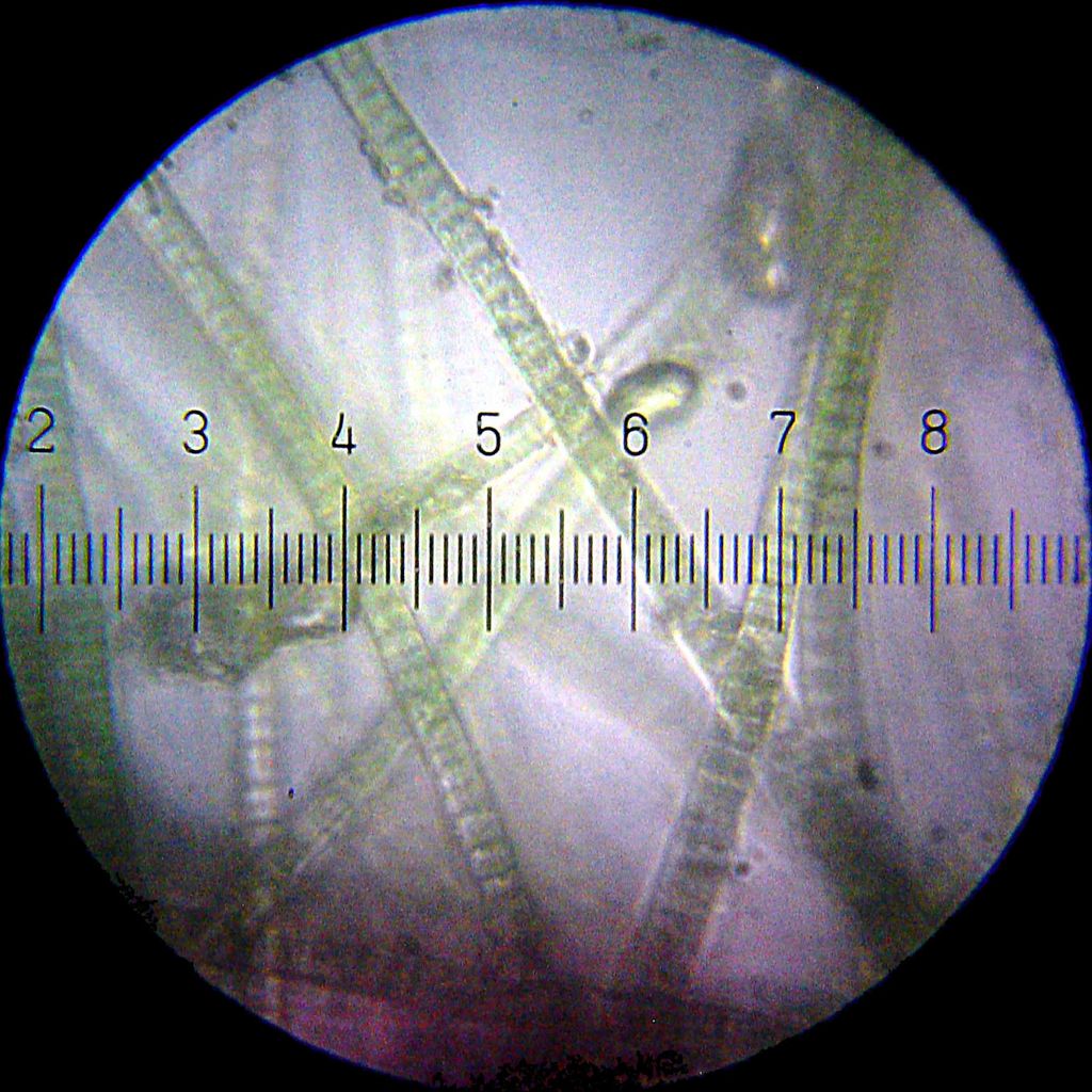 鉱物を生成するバクテリアと化石資料への影響 科学ニュースの森