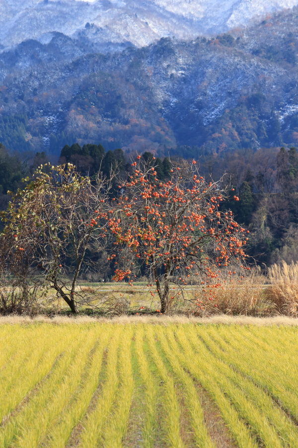 初冬の景色 : mazのblog