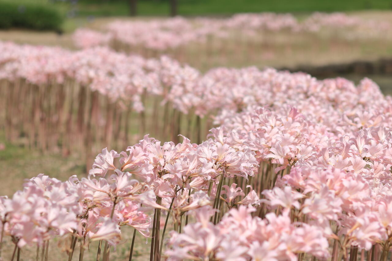 富山県中央植物園 8月5日 Mazのblog