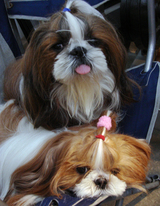xiaolong&fenglong01