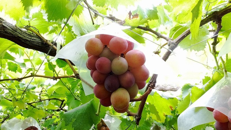 紅葉 と 愛 と 妻 に せがまれて ぶどう狩り に行って来た ここは 日本 Xiexie 足柄sa の 夜間管理人 やってま す の記録 紅葉 と 愛 と 妻 に せがまれて ぶどう狩り に行って来た ここは 日本 Xiexie 足柄sa の 夜間管理人 やってま す の記録