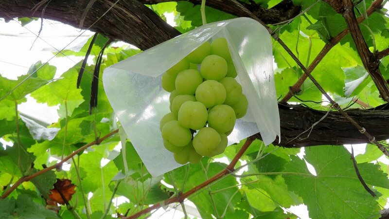 ぶどう狩り に行って来た 5年連続 今年も 早川園 です ここは 日本 Xiexie 足柄sa の 夜間管理人 やってま す の記録