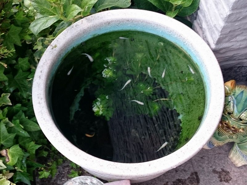 玄関先の 水瓶 の中で 白メダカ を飼っている ここは 日本 Xiexie 足柄sa の 夜間管理人 やってま す の記録