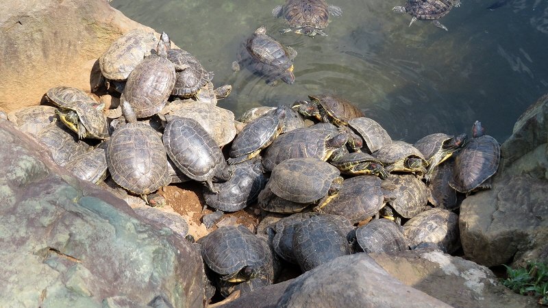 カメ たちよ 元気に暮らせ そして お袋 30年以上 もの 飼育 ありがとう ここは 日本 Xiexie 足柄sa の 夜間管理人 やってま す の記録 カメ たちよ 元気に暮らせ そして お袋 30年以上 もの 飼育 ありがとう ここは 日本 Xiexie 足柄sa の 夜間管理人 やってま す の記録