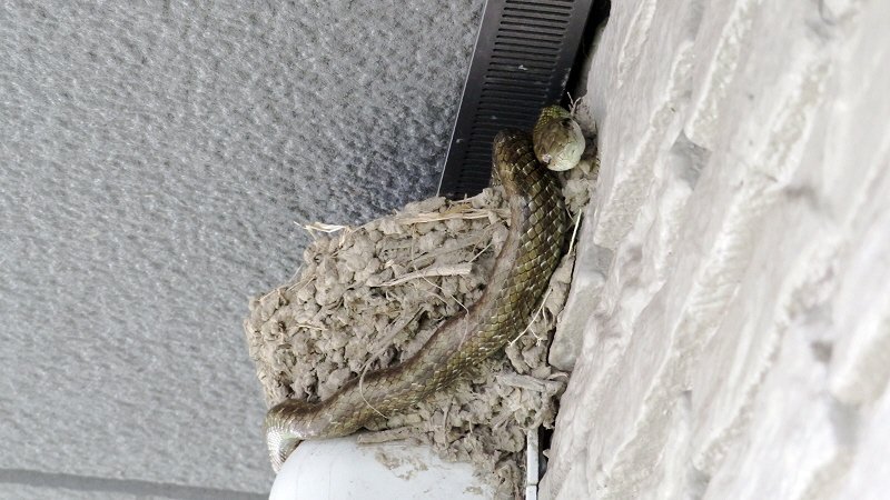 ツバメ の 巣 が 蛇 に 襲われた っ 4年ぶりに 巣 を作っていた ここは 日本 Xiexie 足柄sa の 夜間管理人 やってま す の記録