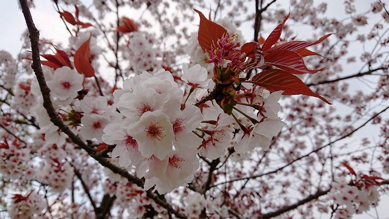 赤い葉 の 桜 が 山桜 の様です 選挙戦 最後の日 街頭演説 に立ち会った 4月日 ここは 日本 Xiexie 足柄sa の 夜間管理人 やってま す の記録 赤い葉 の 桜 が 山桜 の様です 選挙戦 最後の日 街頭演説 に立ち会った 4月日 ここは 日本 Xiexie 足柄sa の 夜間管理人 やってま す の記録