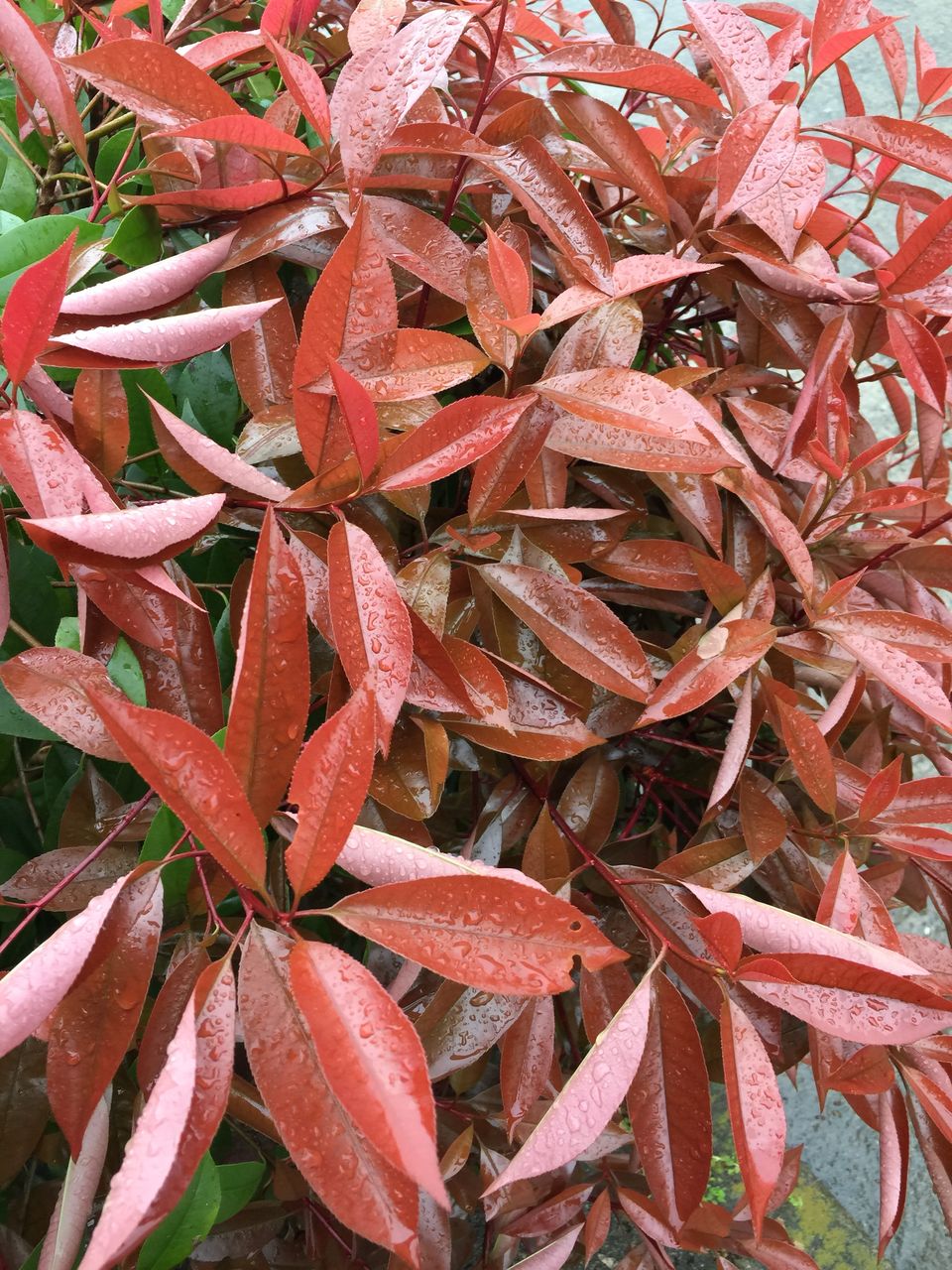 春に紅葉する葉っぱがあれこれ 醤油と卵の探究をする鬼 春に紅葉する葉っぱがあれこれ 醤油と卵の探究をする鬼