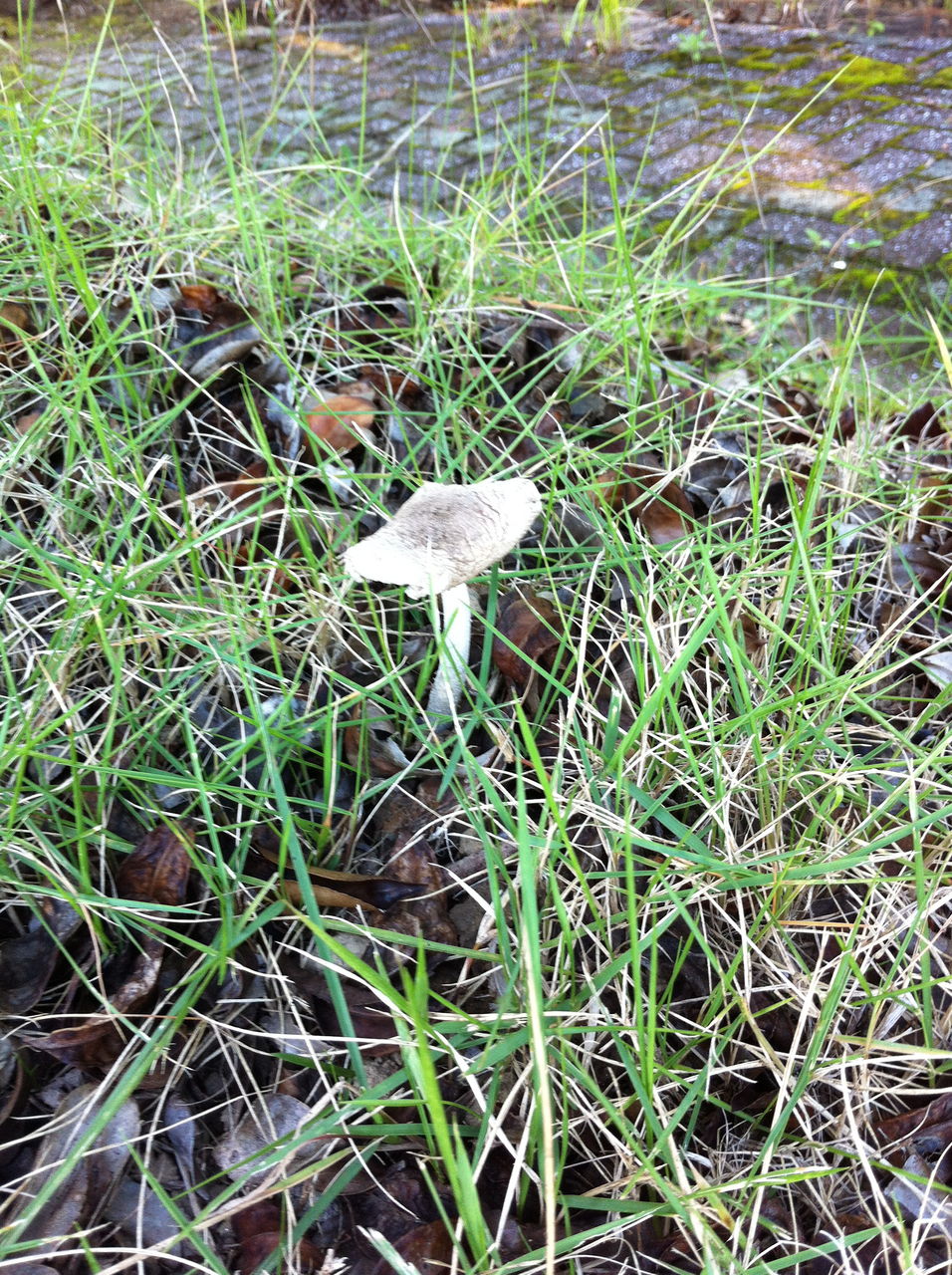 キノコが生えてきた小さい秋 醤油と卵の探究をする鬼 キノコが生えてきた小さい秋 醤油と卵の探究をする鬼