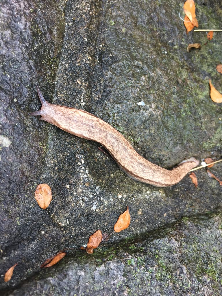 昆虫食を考える 醤油と卵の探究をする鬼 昆虫食を考える 醤油と卵の探究をする鬼