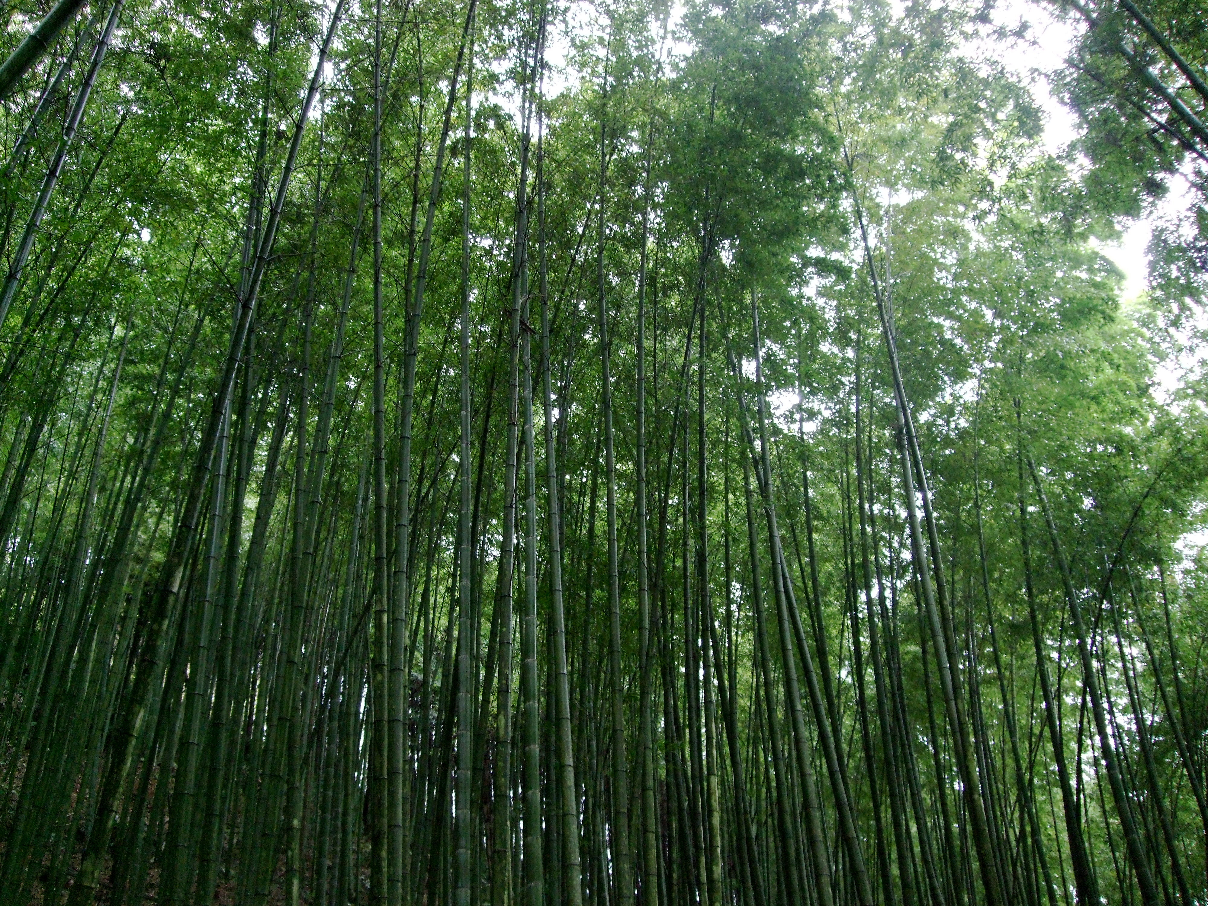 うっそうと茂る竹 醤油と卵の探究をする鬼