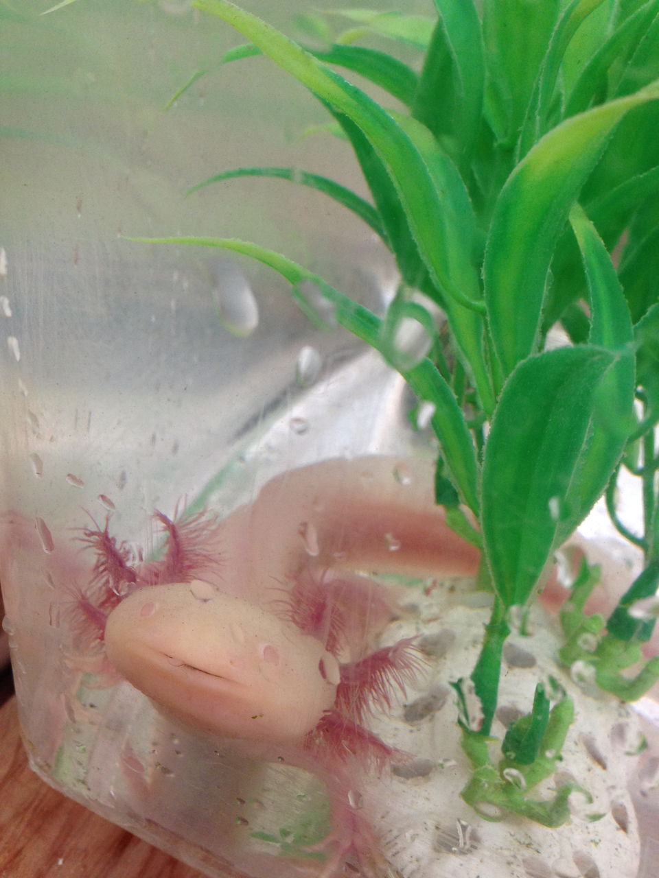 ウーパールーパーの水槽を掃除した 醤油と卵の探究をする鬼 ウーパールーパーの水槽を掃除した 醤油と卵の探究をする鬼