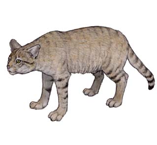 ribiayamaneko