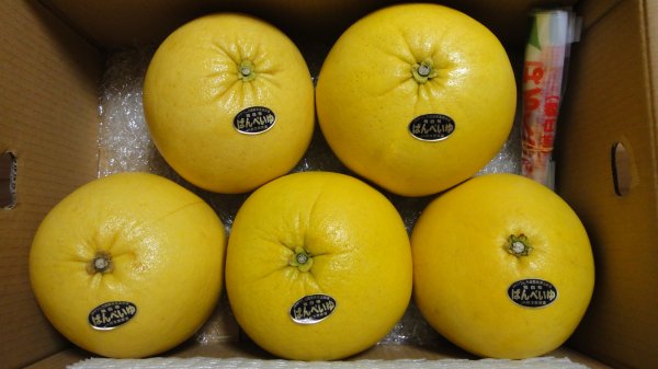 自家製 飲むお酢 晩白柚 ばんぺいゆ みさき亭 気まぐれ応援団