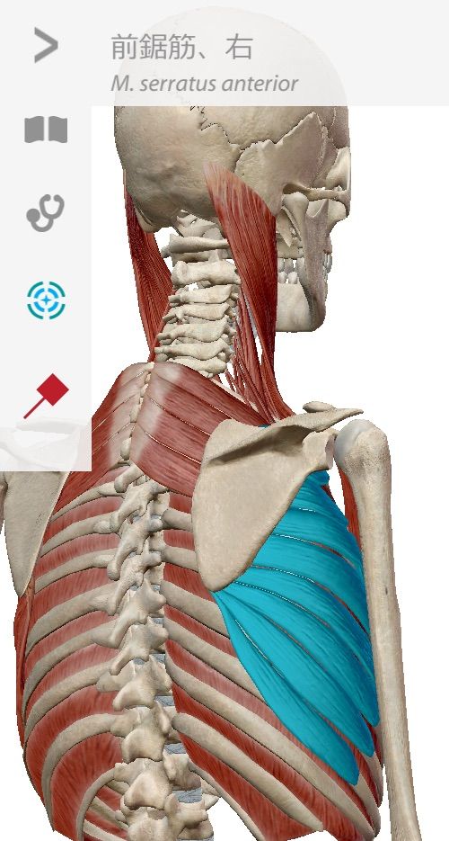 腕振りは何のため 肩甲骨を肋骨からはがすために 考えて走る From Uttf Long