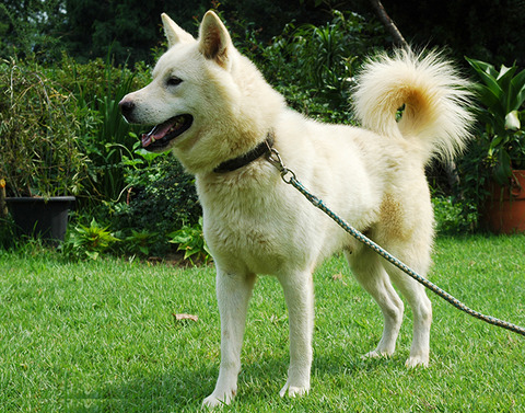 豊山犬